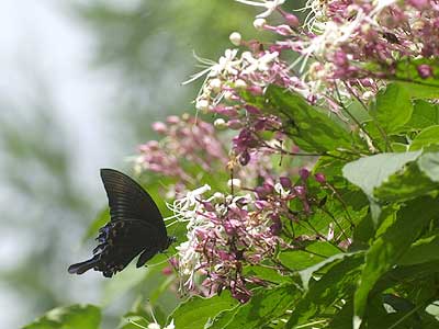クサギの花で吸蜜するミヤマカラスアゲハ