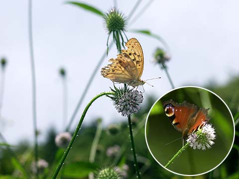 ナベナの花に来たチョウ