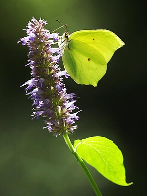 カワミドリの花とスジボソヤマキチョウ