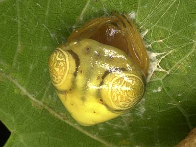 トリノフンダマシ