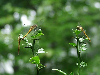 雨のなかのアカトンボ