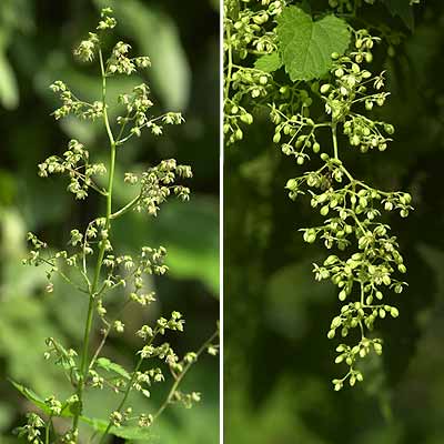 カナムグラとカラハナソウ