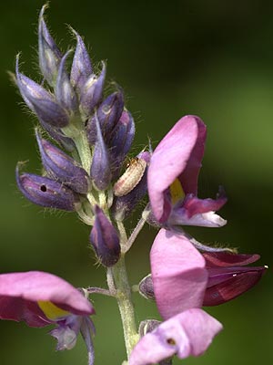ツバメシジミの幼虫