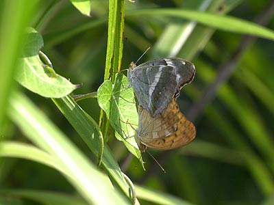 メスグロヒョウモンの交尾