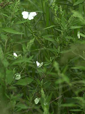 休むモンシロチョウ