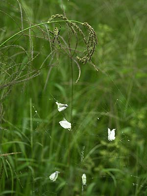 ナガコガネグモ