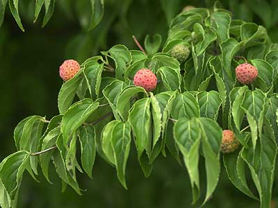 ヤマボウシの実