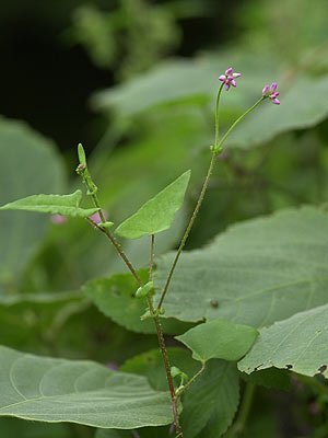 ママコノシリヌグイ