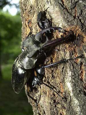 今年一番のミヤマクワガタ