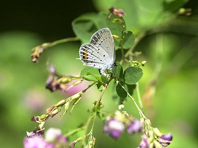 ハギに産卵するツバメシジミ
