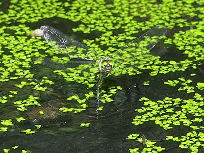 エゾトンボの産卵