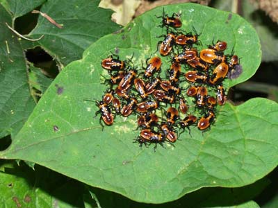 ジュウジナガカメムシの幼虫集団