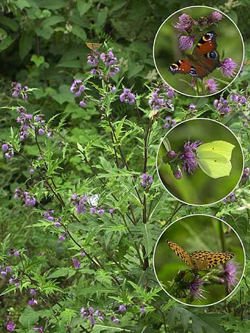 ナンブアザミとチョウ