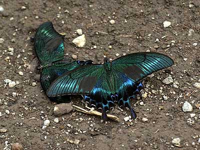 仲間の色に引かれるミヤマカラスアゲハ