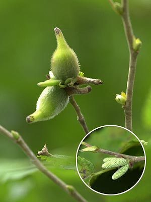 ツノハシバミの実