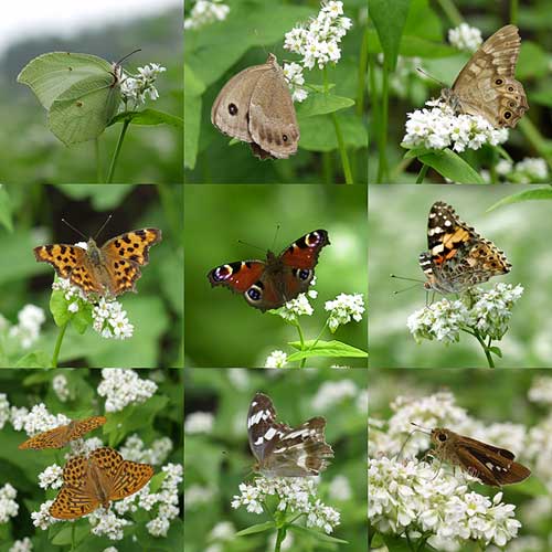 ソバに集まるチョウ9種