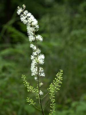 サラシナショウマ