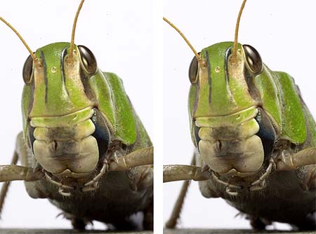 トノサマバッタの立体写真