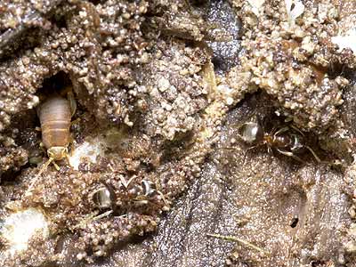 アリズカコオロギ