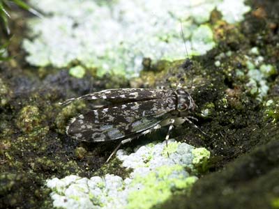 ウロコチャタテ