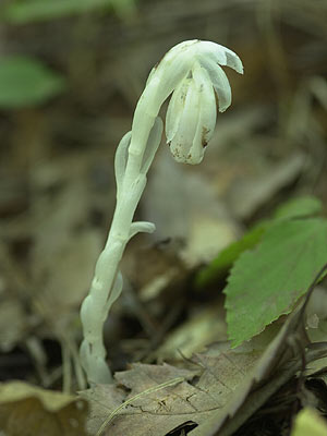 ギンリョウソウモドキ