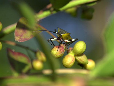 キバラヘリカメムシ