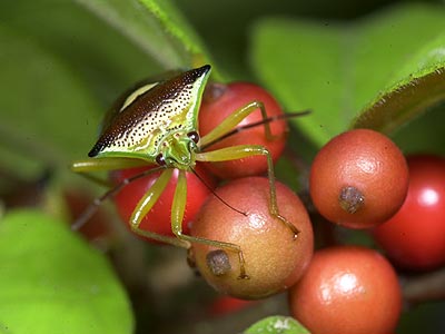 エサキモンキツノカメムシ