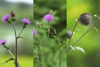 アザミとそれに似た花