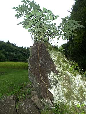 岩を割ったヌルデ