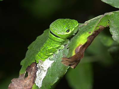 カラスアゲハの幼虫