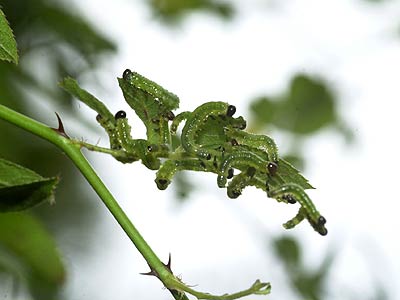 チュウレンジバチの幼虫