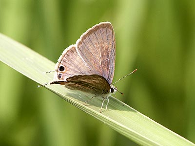 ウラナミシジミ