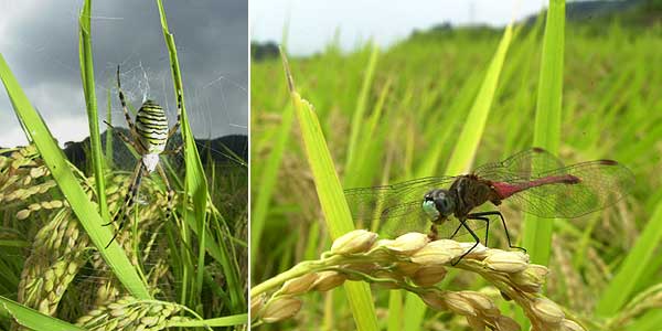 稲の益虫