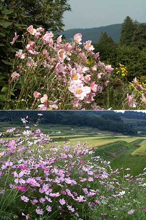 コスモスとシュウメイギク
