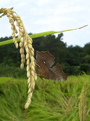 キタテハの秋型