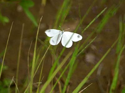 第3化のヒメシロチョウ