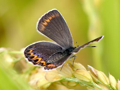 ちょっと変わったミヤマシジミのメス