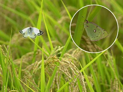 ちょっと変わったモンキチョウのメス