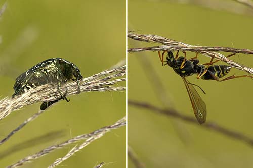 ススキの蜜をなめる昆虫たち