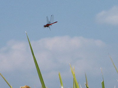 止まる寸前のナツアカネ