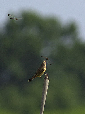 セッカのハプニング