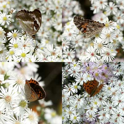 クジャクアスターとチョウ