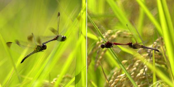 アカトンボ2種の産卵