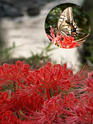 ヒガンバナとキアゲハ