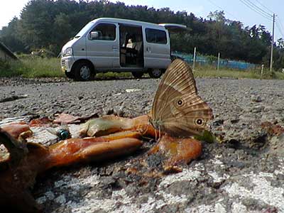 カキの落果にきたヒカゲチョウ