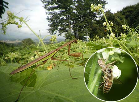アレチウリの花で待ち伏せする捕食者