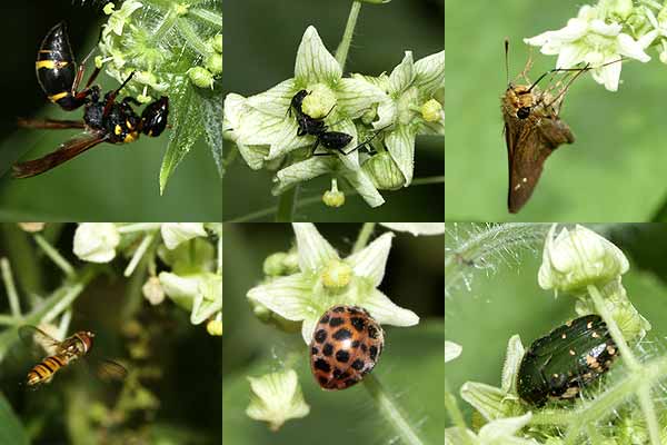 アレチウリの花に集まる虫たち