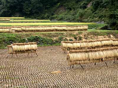 稲刈り