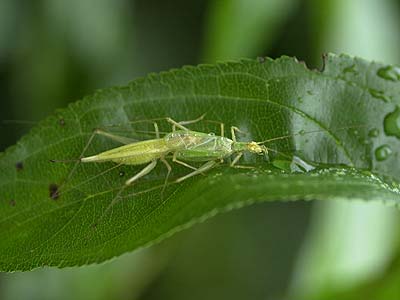 カンタンの交尾