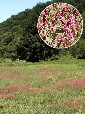 アカマンマ（イヌタデ）